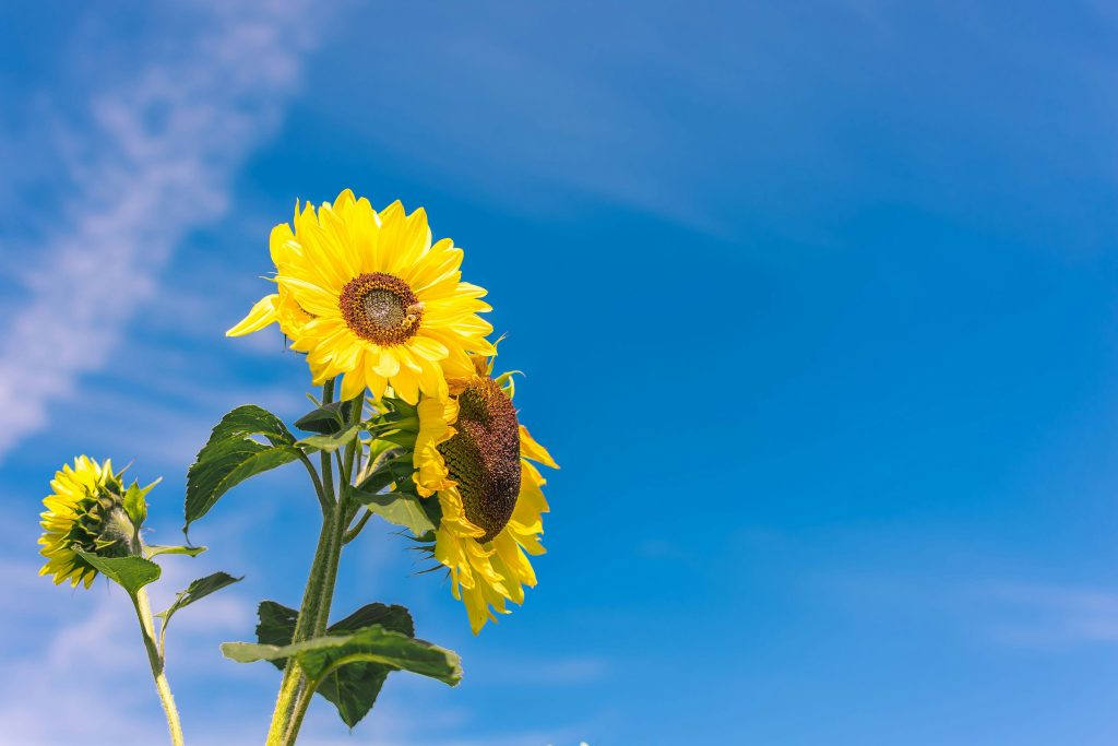 "After divorce, one should also thrive like a sunflower, turning towards the sun."