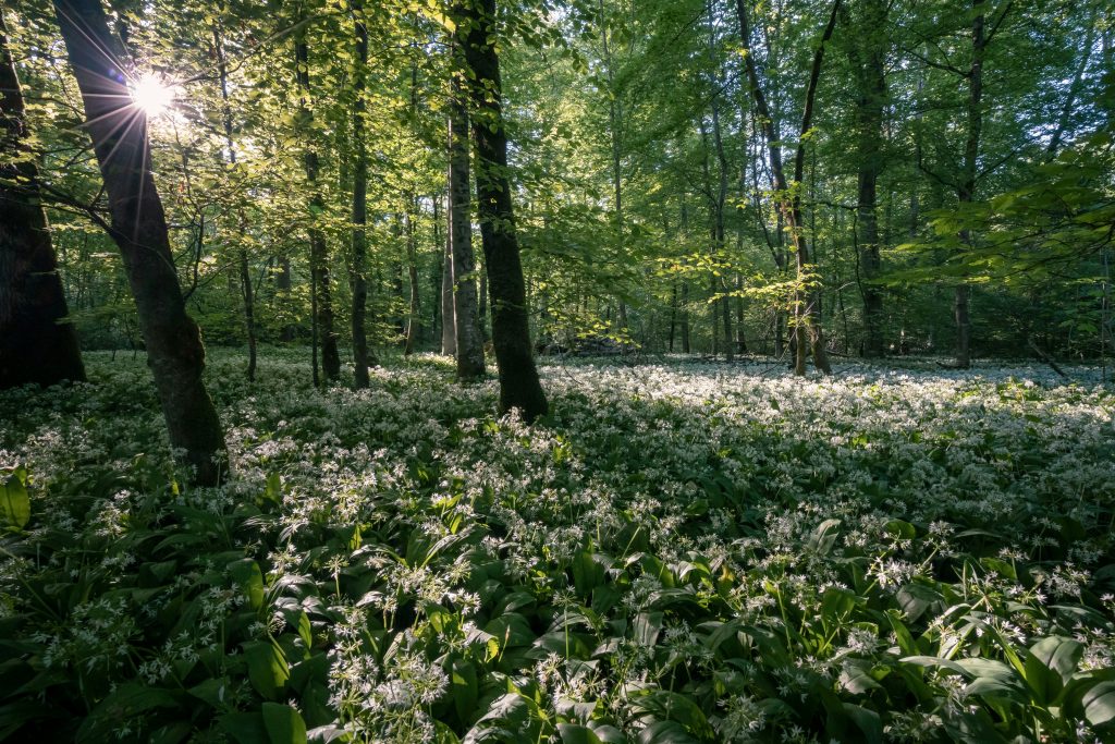 After divorce comes a new lease on life, like sunlight piercing through a dark forest, making the flowers in the darkness bloom again.